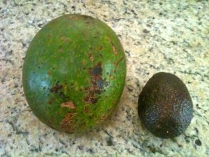 farmyzdrowia avocado reed 300
